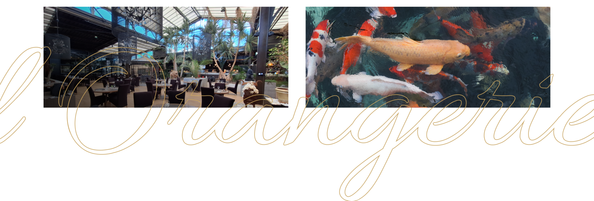 Repas de groupe - L'Orangerie - Restaurant Saint-Victor - Restaurant Montluçon - Restaurant Montluçon ouvert Dimanche